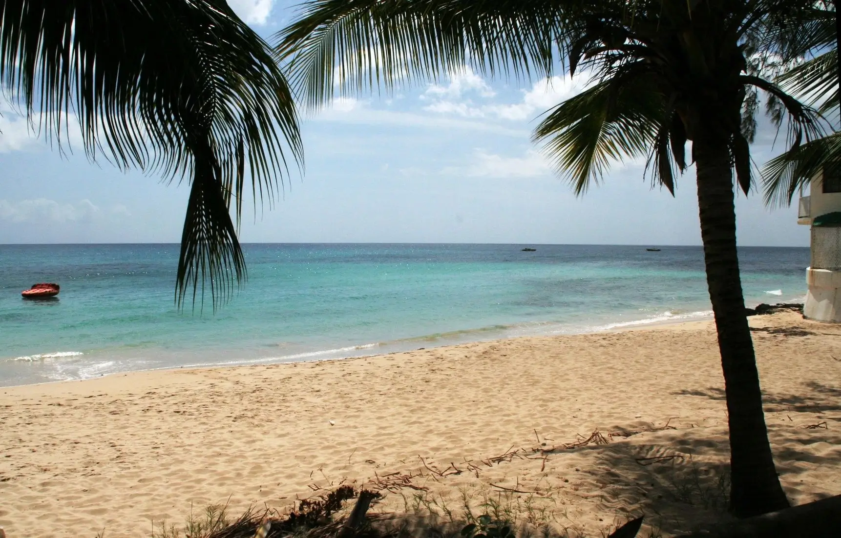 A beach with palm trees and the ocean in the background.
