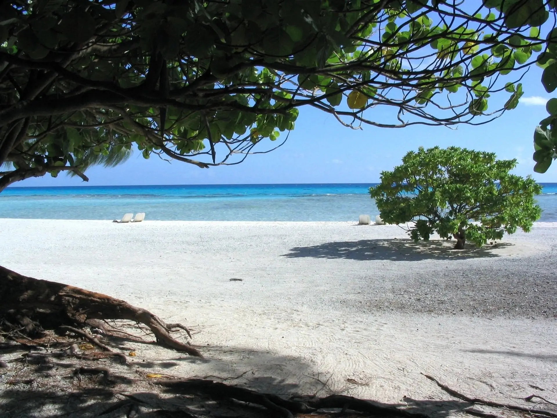 A beach with trees and sand on the shore.